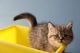 British Shorthair Cats for sale in Minneapolis, Minnesota. price: $550