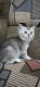 British Shorthair Cats for sale in Las Vegas, Nevada. price: $550