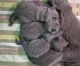 British Shorthair Cats for sale in Houston, Texas. price: $500
