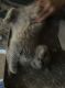 British Shorthair Cats for sale in Cleveland, Ohio. price: $1,500