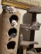 British Shorthair Cats for sale in Cleveland, Ohio. price: $1,000