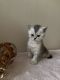 British Shorthair Cats for sale in Brooklyn, New York. price: $1,100