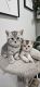 British Shorthair Cats for sale in Cincinnati, Ohio. price: $350