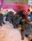 British Shorthair Cats for sale in Los Angeles, California. price: $500