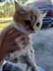 British Shorthair Cats for sale in Lehigh Acres, FL, USA. price: $350