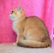 British Shorthair Cats for sale in Adamsville, Alabama. price: $500