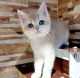 British Shorthair Cats for sale in Amado, Arizona. price: $500