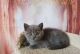 British Shorthair Cats for sale in Louisville, Kentucky. price: $500
