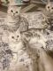 British Shorthair Cats for sale in Naperville, Illinois. price: $350