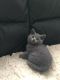 British Shorthair Cats for sale in New York, New York. price: $650