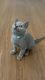 British Shorthair Cats for sale in Alpharetta, GA, USA. price: $600