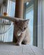 British Shorthair Cats for sale in California Coastal Trl, San Francisco, CA 94129, USA. price: $800