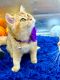 British Shorthair Cats for sale in Fairfax, VA, USA. price: $1,300