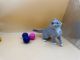 British Shorthair Cats for sale in Lincoln, Nebraska. price: $450