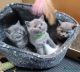 British Shorthair Cats for sale in Concord, New Hampshire. price: $500