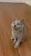 British Shorthair Cats for sale in Dover, Delaware. price: $450