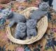 British Shorthair Cats for sale in Indianapolis, Indiana. price: $450