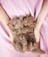 British Shorthair Cats for sale in Albany, Georgia. price: $500