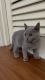 British Shorthair Cats for sale in Houston, Texas. price: $500