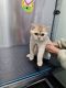 British Shorthair Cats for sale in Lehigh Acres, Florida. price: $850