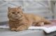 British Shorthair Cats for sale in Chesapeake, Virginia. price: NA