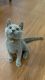 British Shorthair Cats for sale in Carson City, Nevada. price: $500