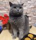 British Shorthair Cats for sale in Chesapeake, Virginia. price: NA