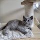 British Shorthair Cats for sale in Miami Beach, Florida. price: $350
