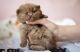 British Shorthair Cats for sale in Hampton, Florida. price: $500