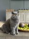 British Shorthair Cats for sale in Lemont, Illinois. price: $500