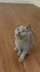 British Shorthair Cats for sale in Sacramento, California. price: $450