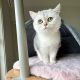 British Shorthair Cats for sale in Nashville, Tennessee. price: $600