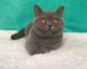 British Shorthair Cats for sale in Los Angeles, California. price: $1,900