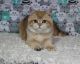 British Shorthair Cats for sale in Los Angeles, California. price: $1,950