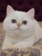 British Shorthair Cats for sale in Los Angeles, California. price: $2,250