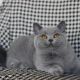 British Shorthair Cats for sale in Ashburn, Virginia. price: $900
