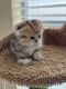 British Shorthair Cats for sale in Gilbert, AZ 85296, USA. price: $1,600