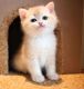 British Shorthair Cats for sale in Arizona City, Arizona. price: $500