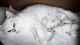 British Shorthair Cats for sale in Phoenix, Arizona. price: $2,500