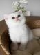 British Shorthair Cats for sale in Dallas, Texas. price: $3,000