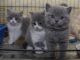 British Shorthair Cats for sale in South Lake Tahoe, CA 96150, USA. price: NA