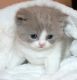 British Shorthair Cats for sale in Billings, MT, USA. price: NA