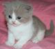 British Shorthair Cats for sale in Green Bay, WI, USA. price: NA
