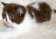British Shorthair Cats for sale in Thornton, CO, USA. price: NA
