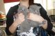 British Shorthair Cats for sale in Federal Territory of Kuala Lumpur, Malaysia. price: NA