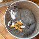 British Shorthair Cats for sale in Berlin, New Jersey. price: $650