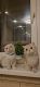 British Shorthair Cats for sale in Allenspark, Colorado. price: $500
