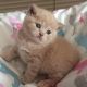 British Shorthair Cats for sale in Brentwood Bay, BC, Canada. price: NA