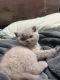 British Shorthair Cats for sale in Astoria, Oregon. price: $600