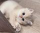 British Shorthair Cats for sale in Chino, CA, USA. price: $2,700